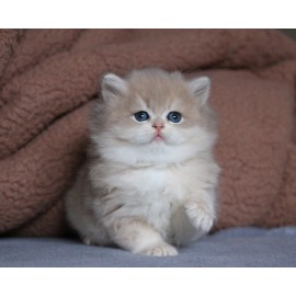 Matvey
